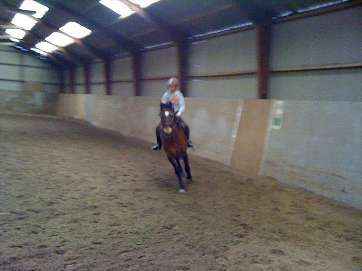 New Forest Yasper billede 13