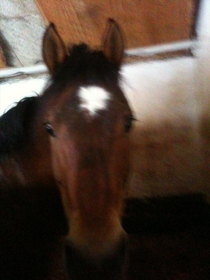 New Forest Yasper billede 14