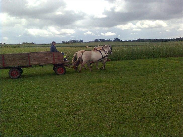 Fjordhest Ilina Hashagen SOLGT - Ilina og Herman for vogn første gang herhjemme 19-05-11 billede 19