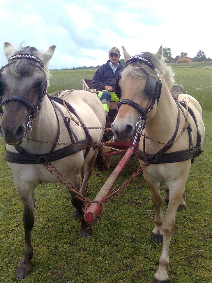 Fjordhest Ilina Hashagen SOLGT - 19-05-11 billede 20