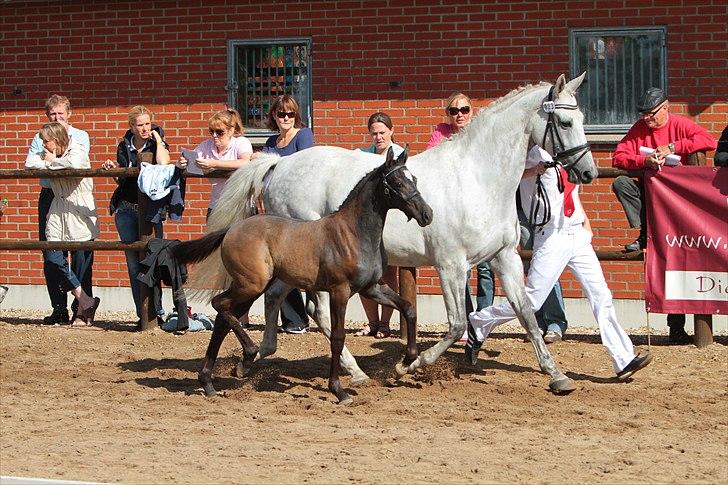 Dansk Varmblod Alanis  billede 14