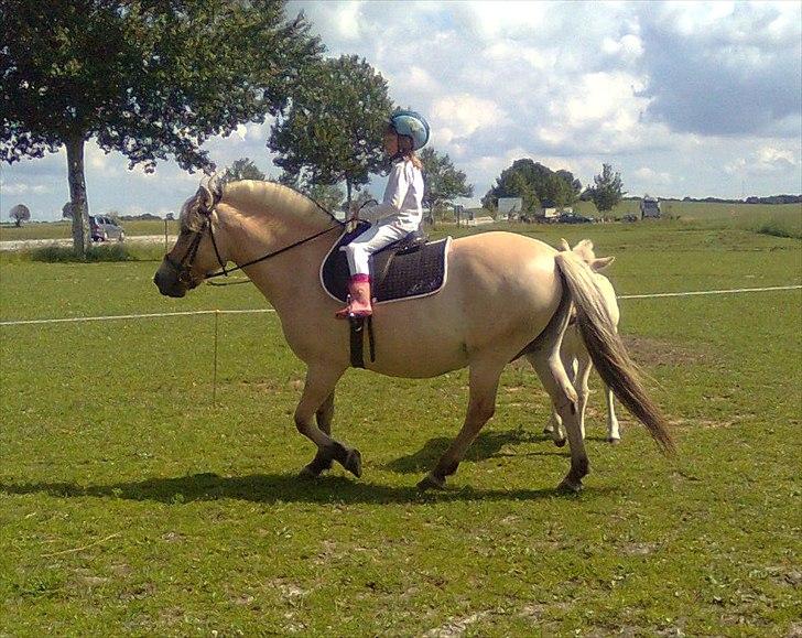 Fjordhest Fea Strødam  - Mette skulle lige have en tur. maj 11 billede 20