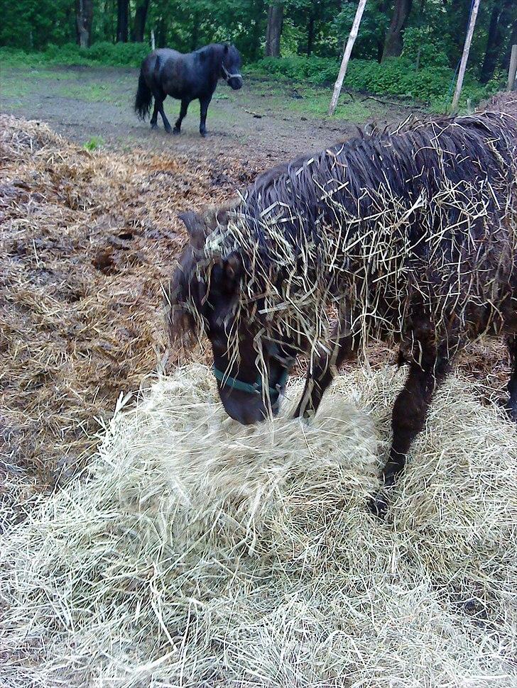 Shetlænder Fiffi - velkommen til Fiffis profil :) billede 1