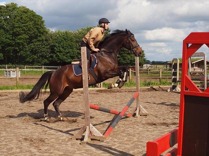 Anden særlig race _EMERSON billede 15