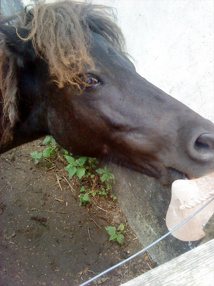 Shetlænder Fiffi - første gang hun smager slik sten mmmmmmmMMMMMMmmmm ;) billede 2