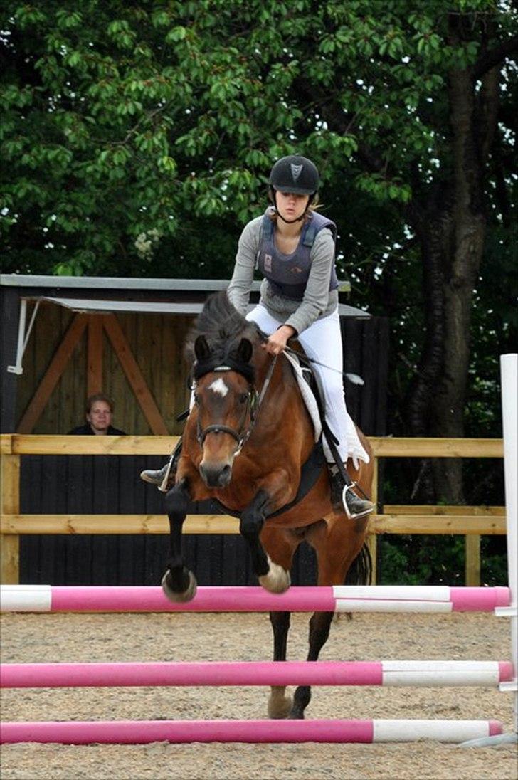New Forest Moonlight    (rider) - Moon's første udebane stævne med mig, hvor vi red 70 cm sløjfespring på gøngehus, som vi klarede fejlfrit !:)) billede 14