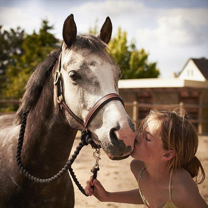 Welsh Cob (sec D) Filur billede 1