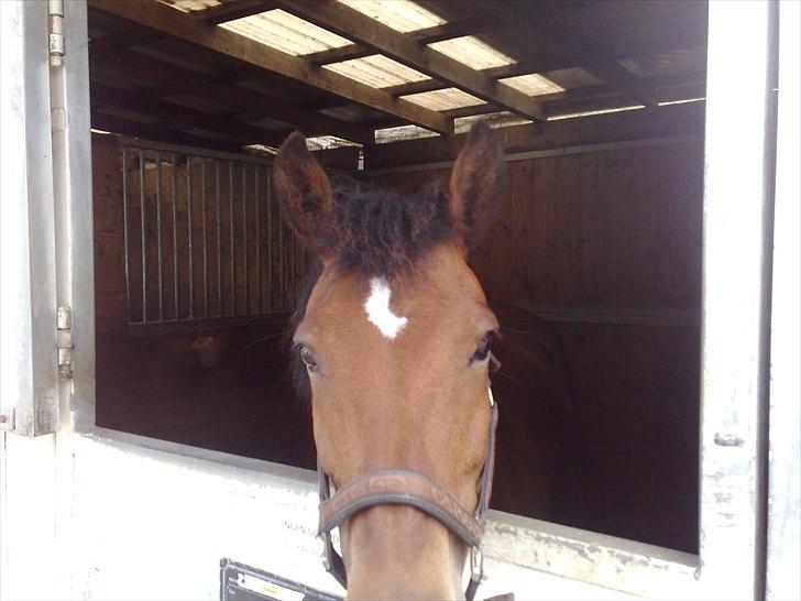 New Forest Firfod Joanna billede 2