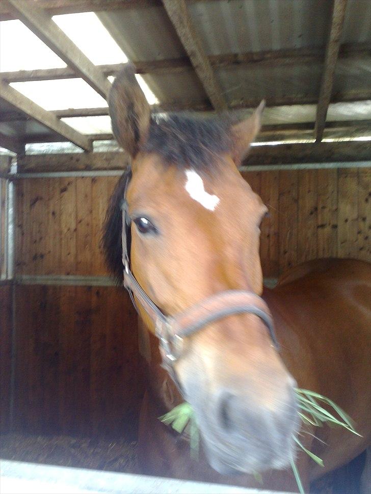 New Forest Firfod Joanna billede 3