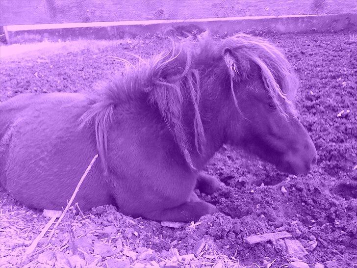 Shetlænder Fiffi - et billede jeg redigeret :D billede 3