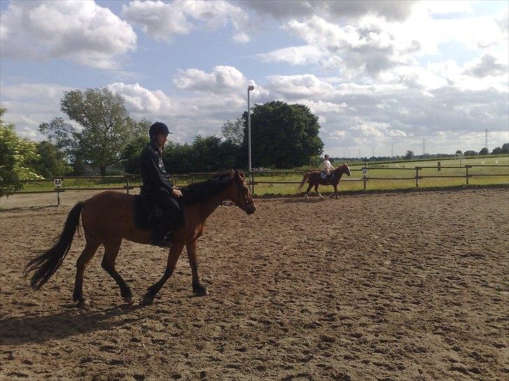 New Forest Firfod Joanna billede 4