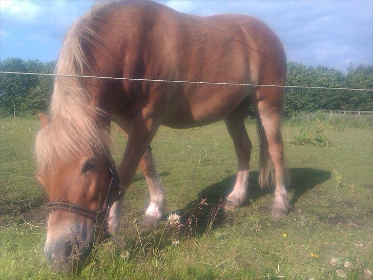 Gotlandsruss Amigo <3  billede 18
