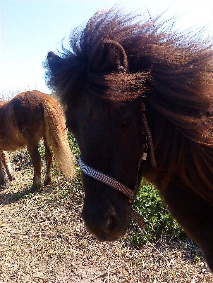 Shetlænder Fiffi - en varm sommer dag med Fiffi :-) billede 4