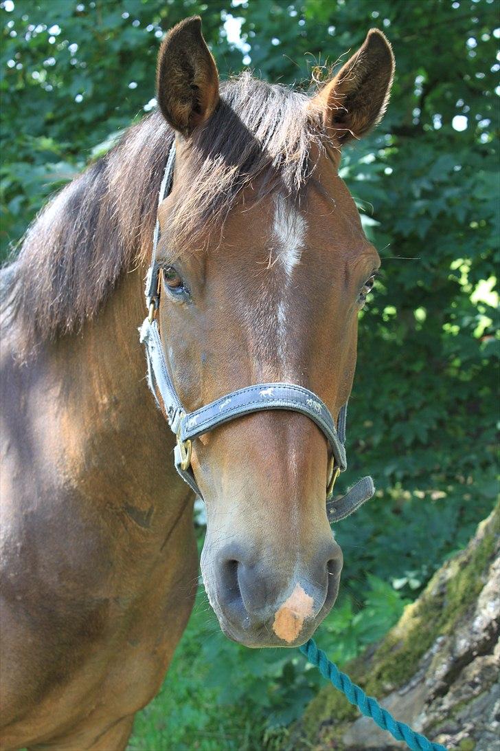 New Forest Charmeur billede 11