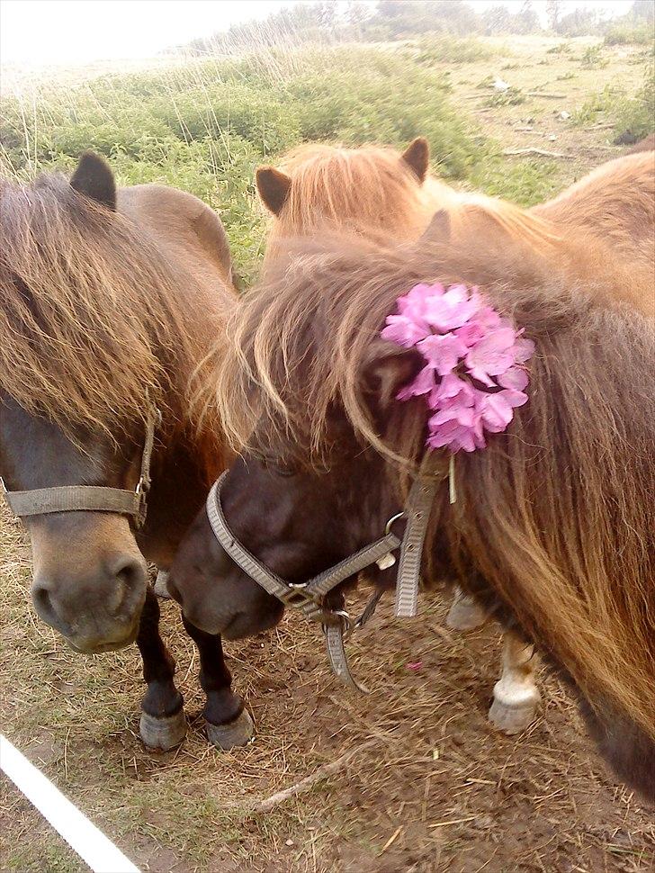 Shetlænder Fiffi - Fiffi en sommer dag hvor vi poppet blomster i hendes hår  billede 5