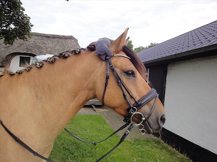 Anden særlig race Monty billede 1