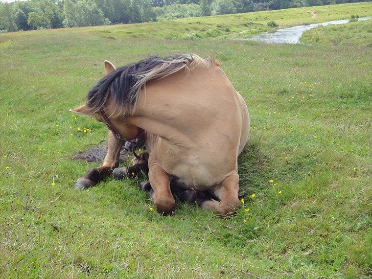 Anden særlig race Monty billede 2