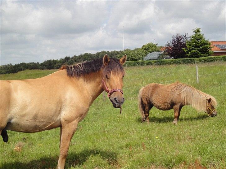 Anden særlig race Monty billede 3