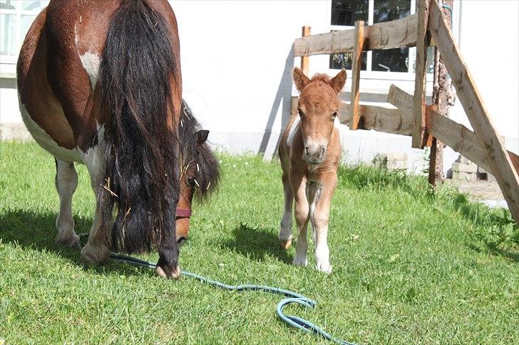 Miniature Annasmindes Adonis billede 5