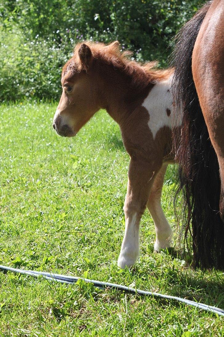 Miniature Annasmindes Adonis billede 6