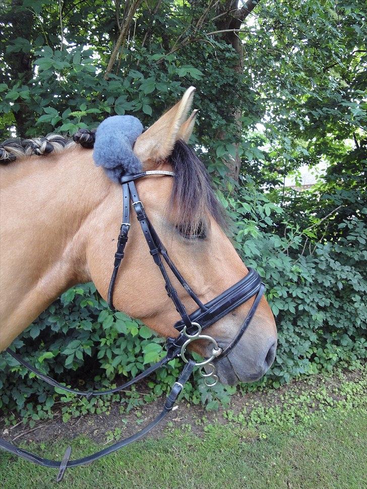 Anden særlig race Monty billede 4