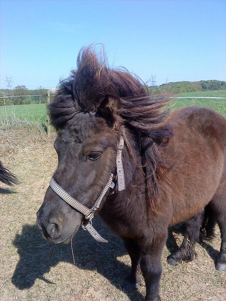Shetlænder Fiffi - fiffi med vind i håret  :p
 billede 6