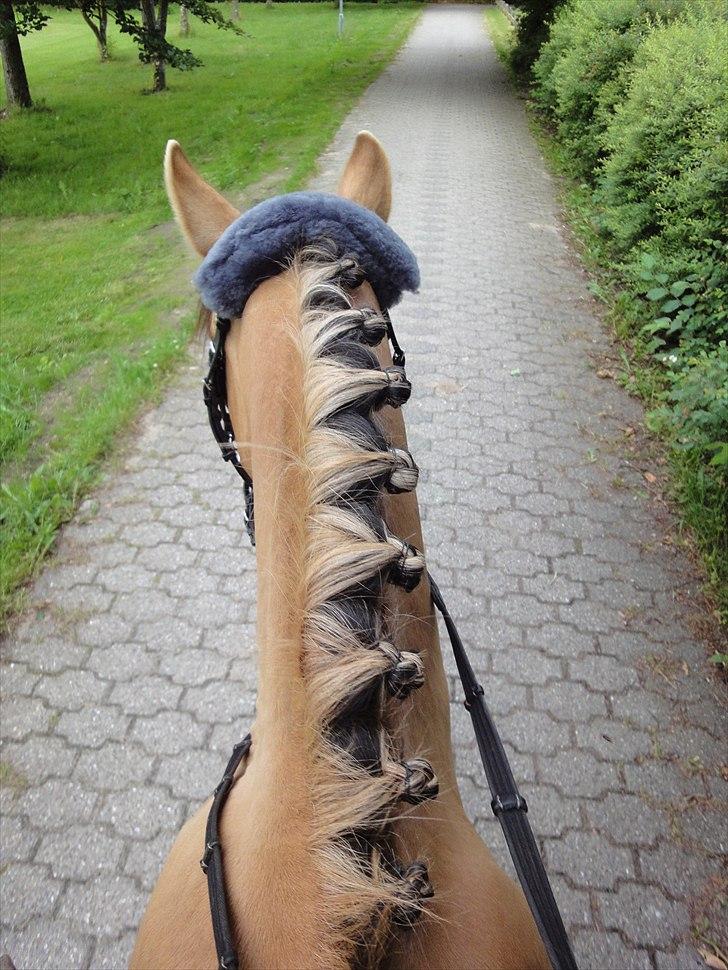 Anden særlig race Monty billede 5