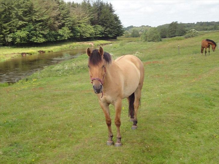 Anden særlig race Monty billede 7