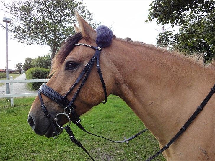 Anden særlig race Monty billede 8