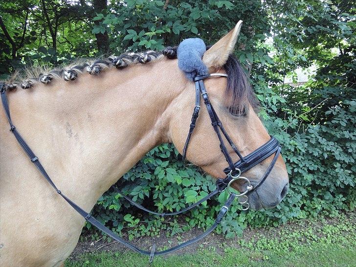 Anden særlig race Monty billede 9