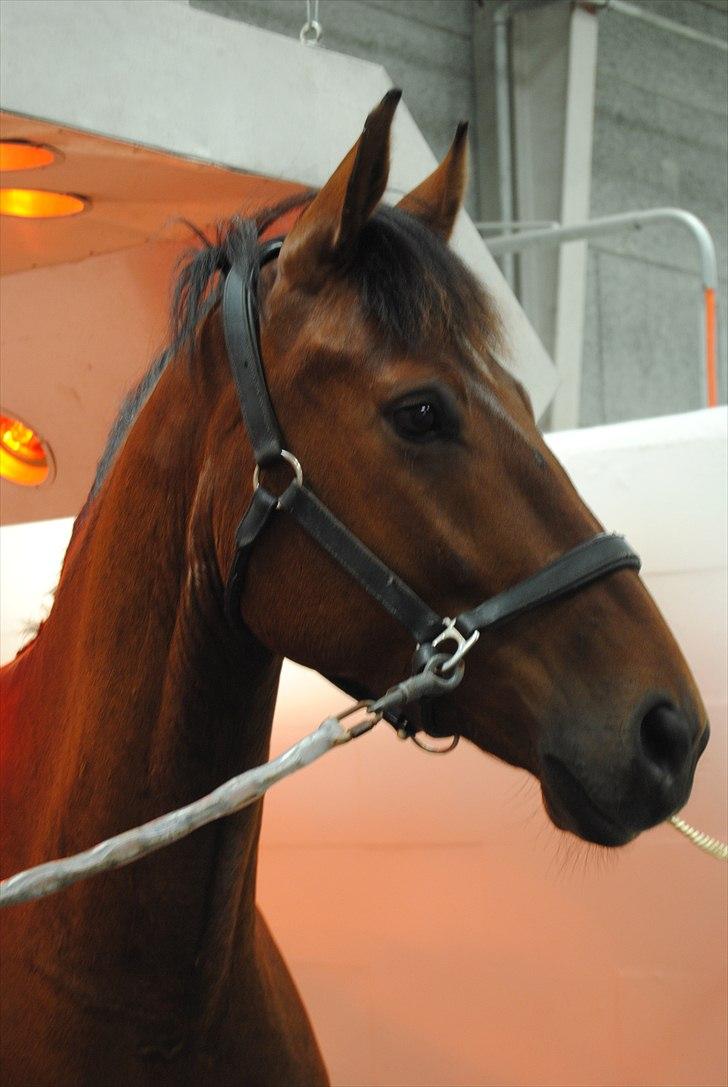 Dansk Varmblod Dragonens Lucky Match billede 4