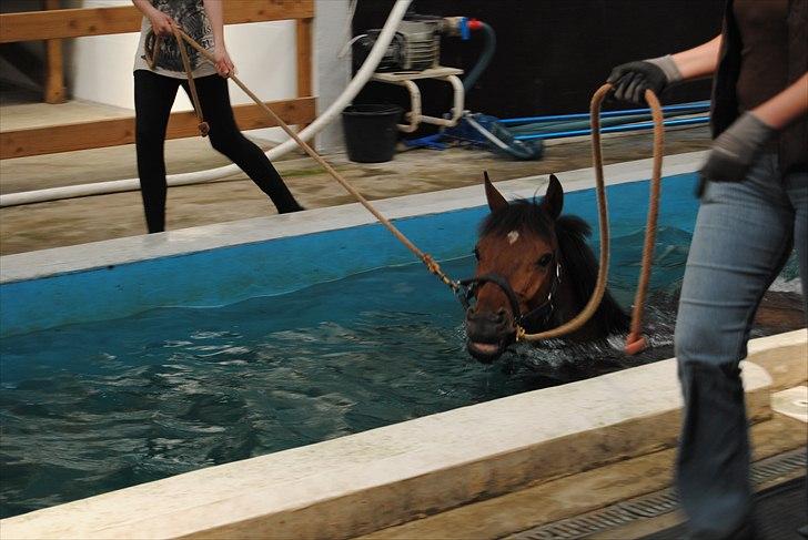 Dansk Varmblod Dragonens Lucky Match billede 5