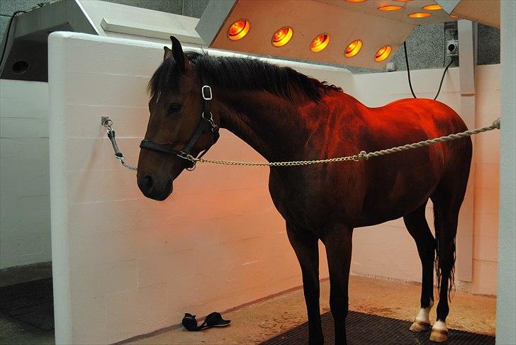 Dansk Varmblod Dragonens Lucky Match billede 6