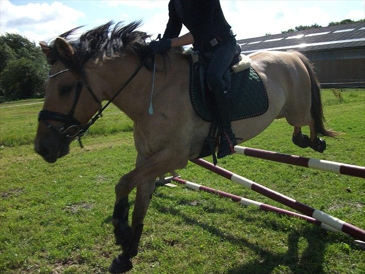 Anden særlig race Monty billede 18