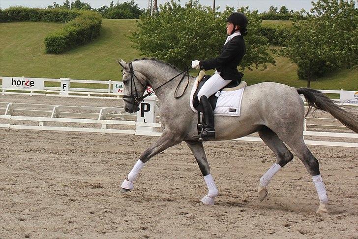 Dansk Varmblod MISIL -  billede 17