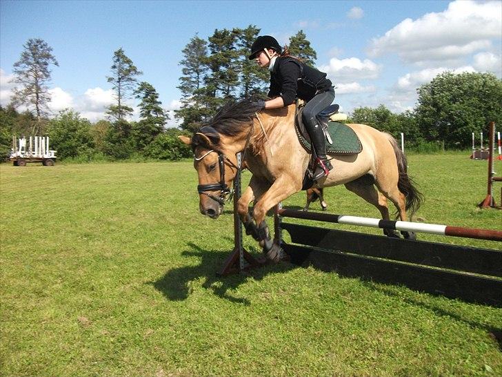 Anden særlig race Monty billede 12