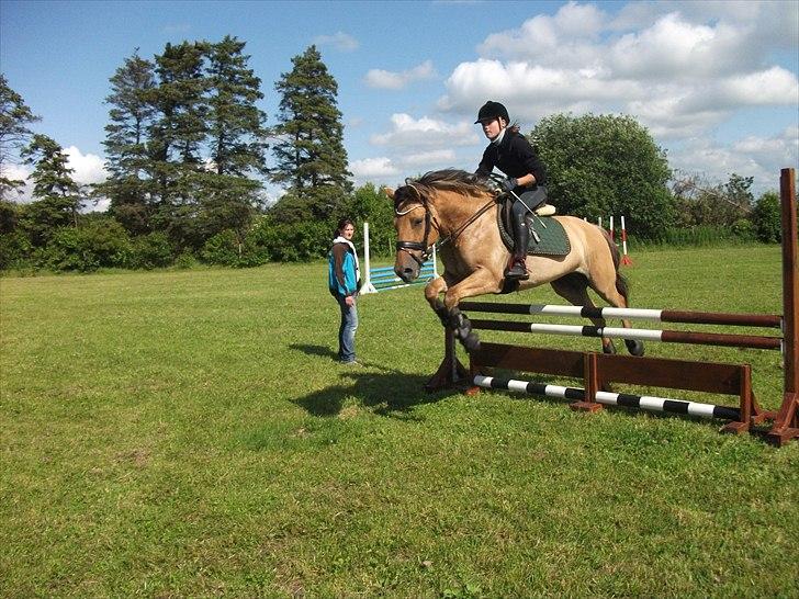 Anden særlig race Monty billede 13