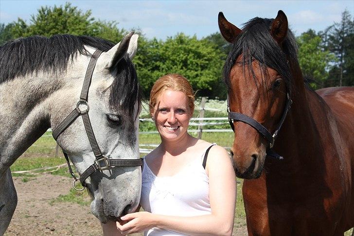 Dansk Varmblod MISIL -  billede 18