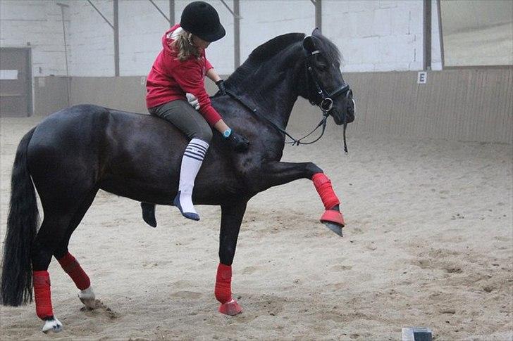 Hollandsk Sportspony Lady Black - 3) min lille tricks pony!<3 billede 3
