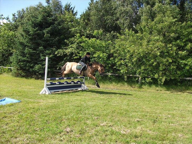 Anden særlig race Monty billede 17