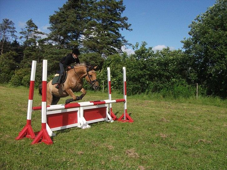 Anden særlig race Monty billede 14