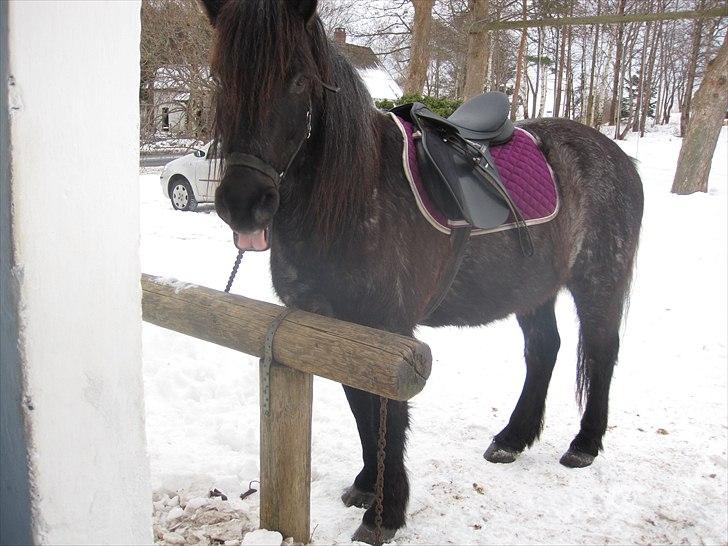 Anden særlig race Sonny  - nurh skat har lige fået nyt underlag<3  billede 10