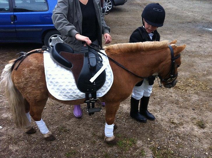 Shetlænder Magnus billede 4