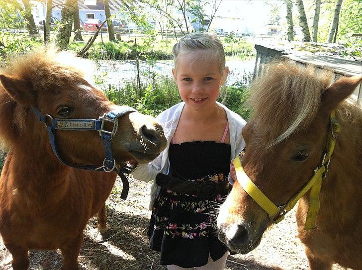 Shetlænder Magnus billede 3