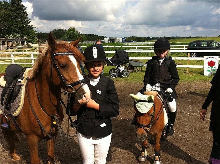 Shetlænder Magnus billede 6