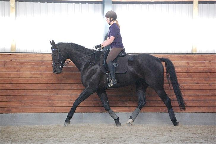 Dansk Varmblod ERA Don Pedro - Dressurtræning juni 11 - taget af Charlotte Kvist billede 14