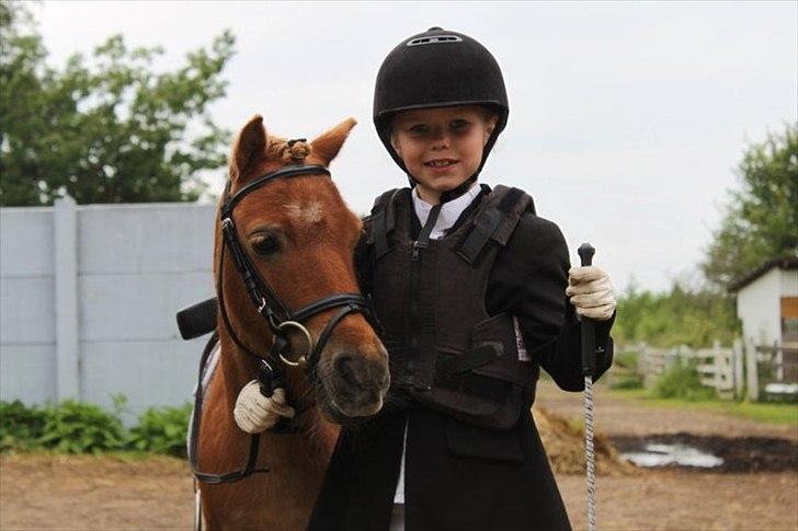 Shetlænder Magnus billede 1