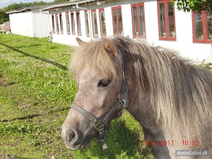 Miniature Little Sensation - 1# Velkommen til LITTLE SENSATION's Profil :) Smukke lille dyr :* Foto: Siw Jæger billede 1