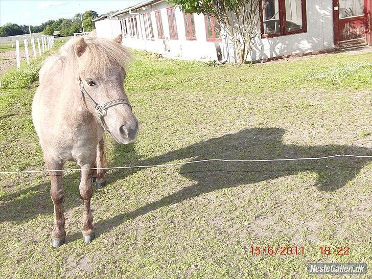 Miniature Little Sensation - 14# Sødde :) Foto: Siw Jæger billede 14