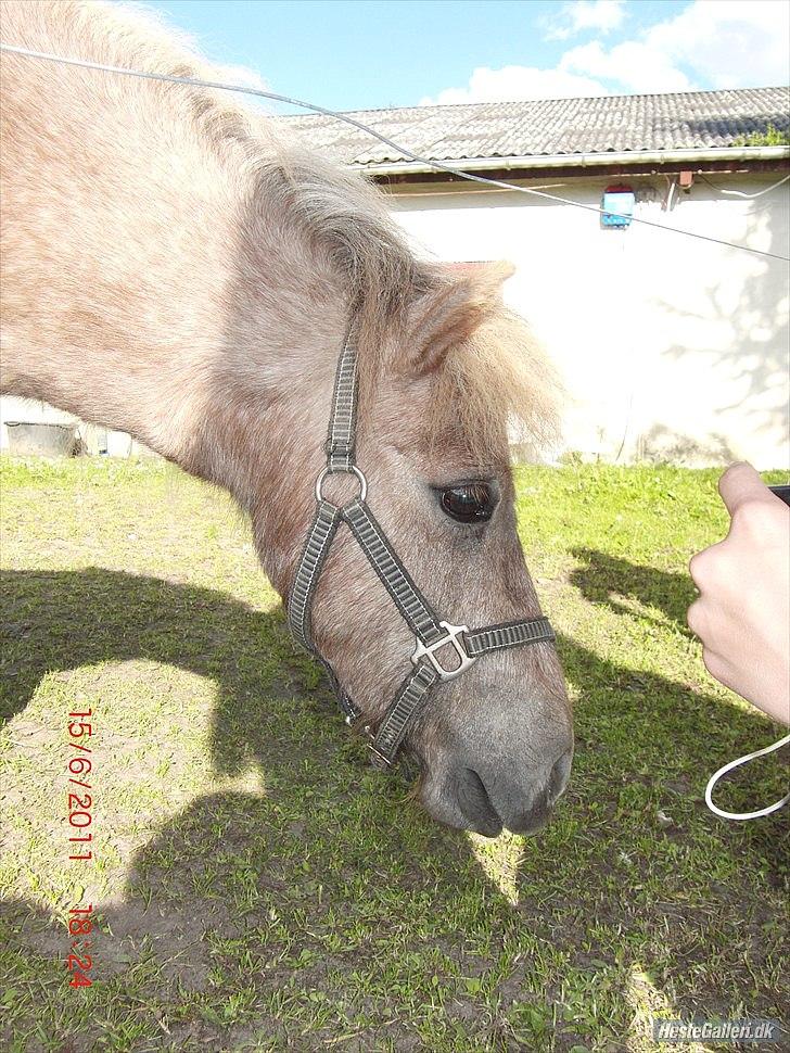 Miniature Little Sensation - 15# Du sååe søøøøød!! :'D Foto: Siw Jæger billede 15